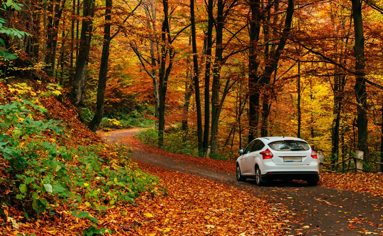 Coche en bosque otoño