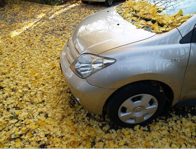 Coche lleno de hojas otoño